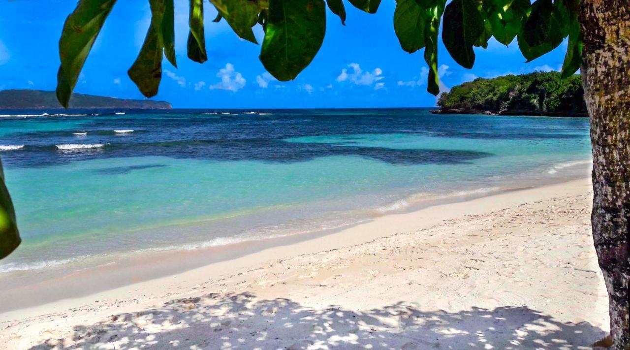 Jasmine La Playita - Ocean Front Lägenhet Las Galeras Exteriör bild